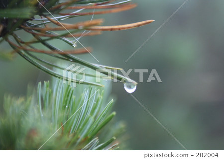 Pines and drops 202004