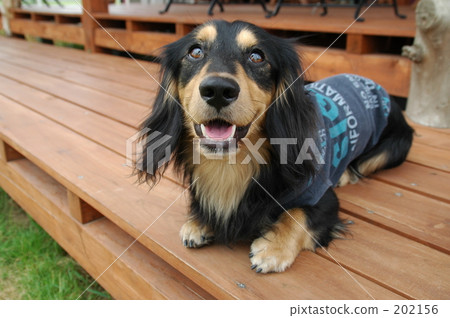 Relaxing dachs Relaxing dachs 202156