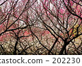 Plum forest 202230