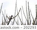 Plum 202293