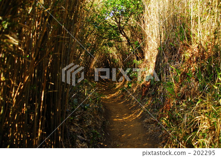 Totoro no Mori 202295