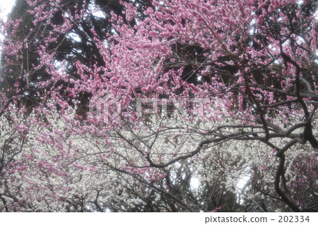 Two-color printing 202334