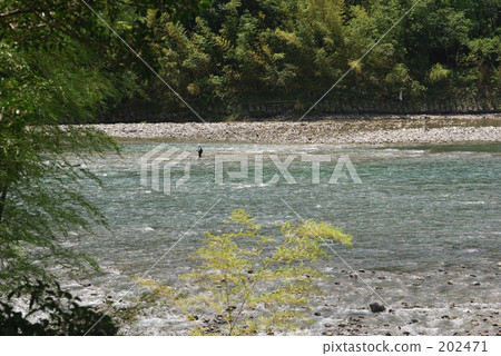 香魚 綠光 生的 202471