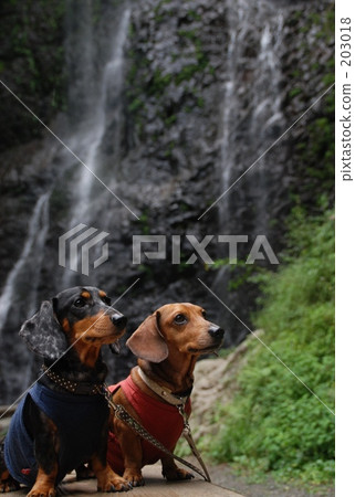 miniature, toy dog, small-breed dog 203018