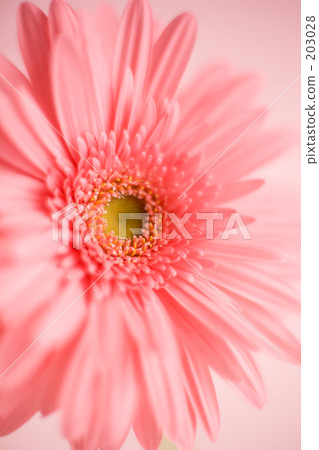 Gerbera flowers 203028