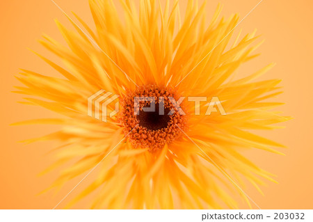 Gerbera flowers 203032