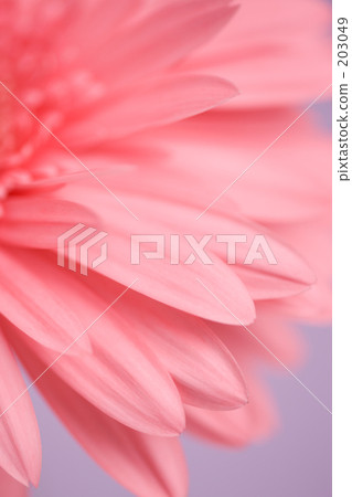 Gerbera 203049