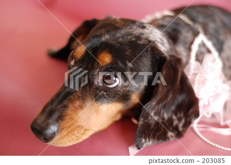 胸衣 黑狗 上翹的眼睛 203085