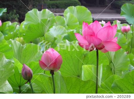 Oga蓮花 Oga蓮花 203289