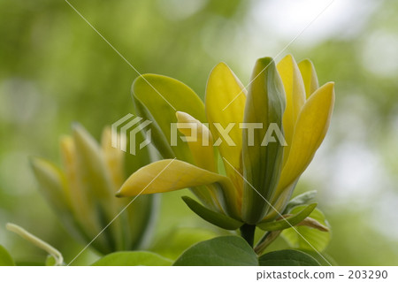 玉蘭和服 玉蘭和服 203290