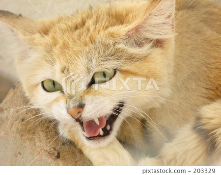 Cats' ancestors 203329