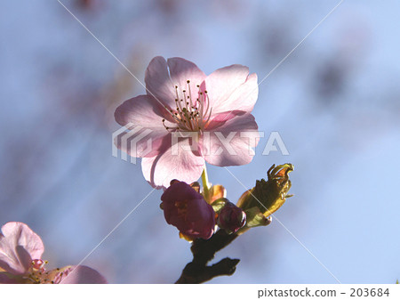 Kawazu cherry tree 203684