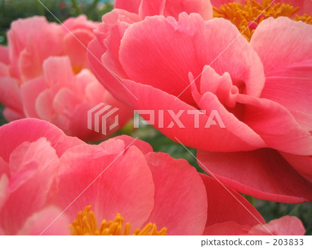 粉紅色的拉什 粉紅色的拉什 203833