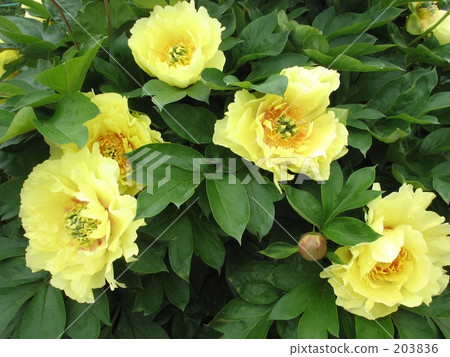 黃色拖 黃色拖 203836