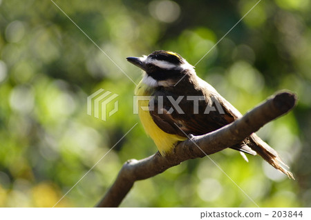 生物 活的東西 禽 203844