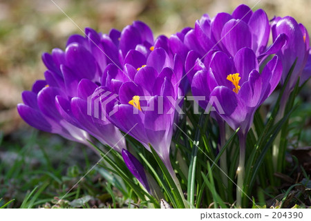 Crocus Crocus 204390