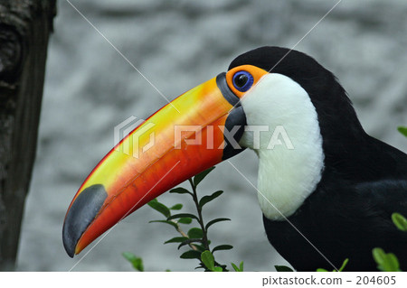 Toucan 204605