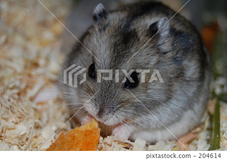 Djangarian hamster 2 Djangarian hamster 2 204614