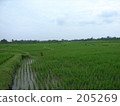paddy, field, bali 205269