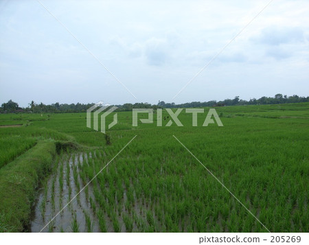 paddy, field, bali 205269