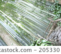 bamboo garden, minus ion, kamakura 205330