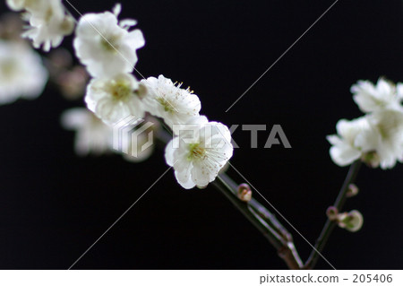 White plum 205406