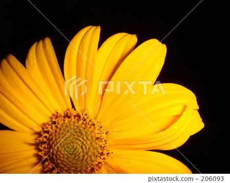 黃色的花朵 206093