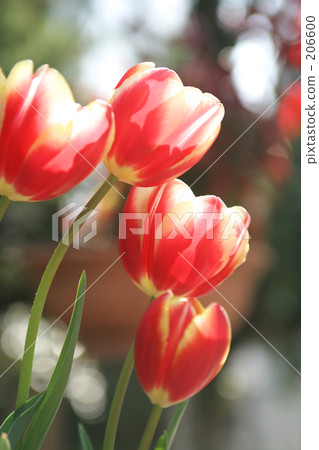 那裡有春天嗎? 那裡有春天嗎? 206600