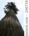 expensive, high, sacred tree 206739