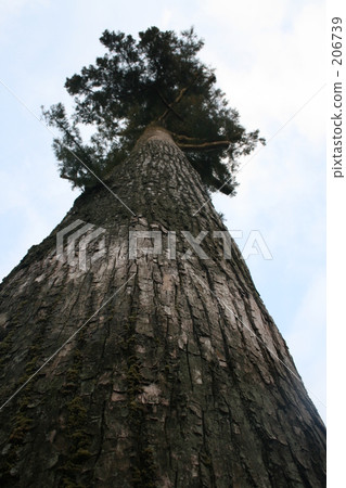 expensive, high, sacred tree 206739