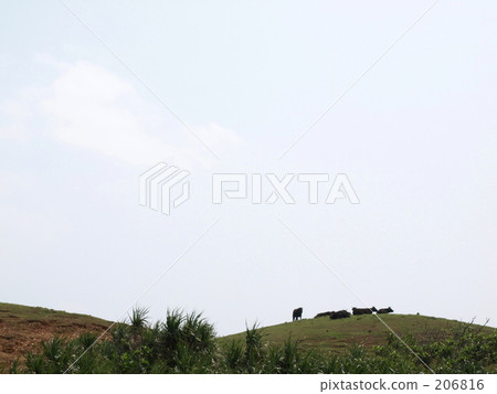 山上的牛 山上的牛 206816