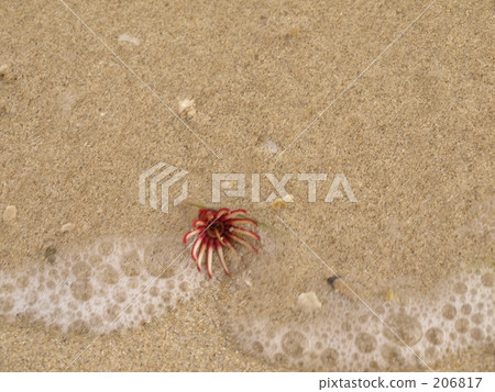 波禮物 波禮物 206817