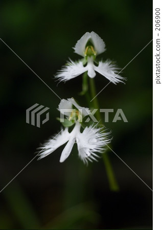 流蘇蘭花 鷺草 廣島縣 206900