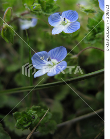 我喜歡Ouninoburuguri，但是 206923