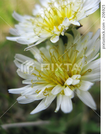 White dandelion 206925