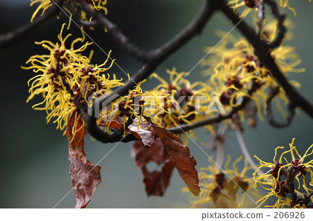 witch hazel, abundant harvest, natural scenery 206926