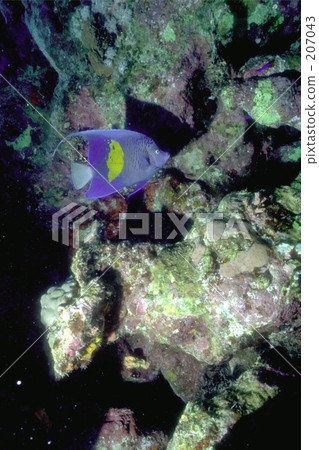 Yes Dor band Angel Fish Yes Dor band Angel Fish 207043
