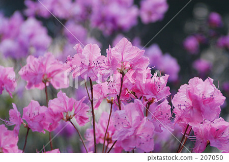 Genkai azalea Genkai azalea 207050