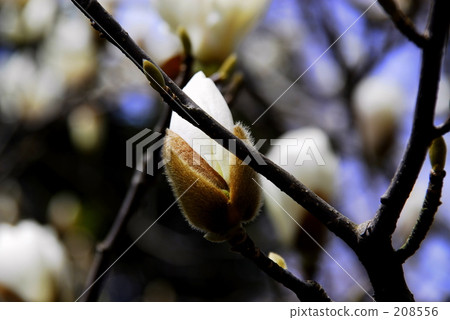 Spicy flower Spicy flower 208556