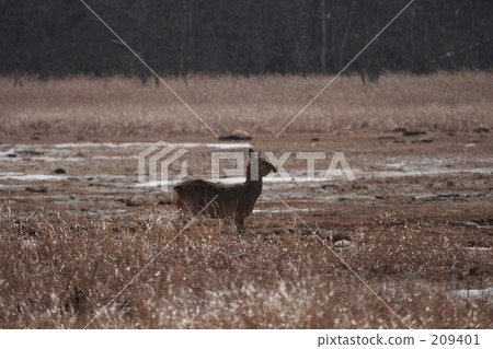 Ezo deer Ezo deer 209401
