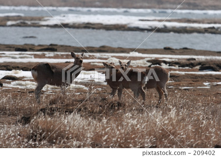 Ezo deer Ezo deer 209402