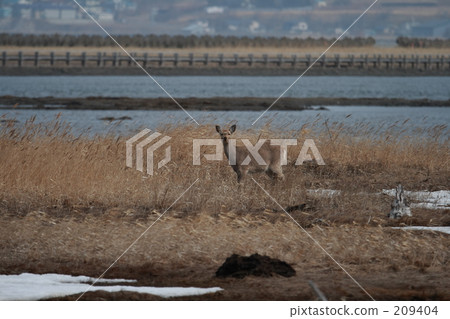 Ezo deer 209404