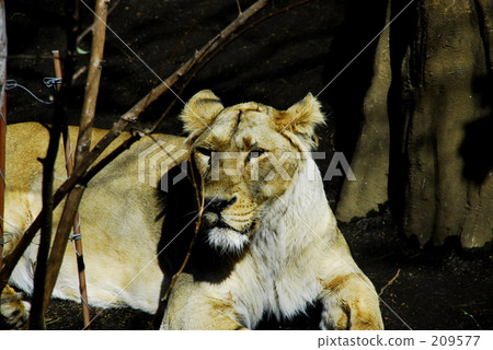♀ Lion ♀ Lion 209577
