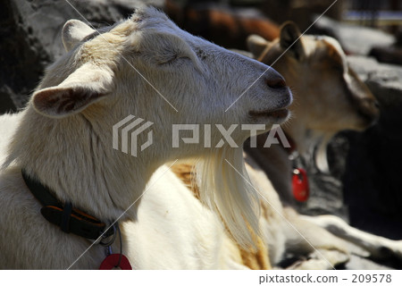 A goat to meditate A goat to meditate 209578