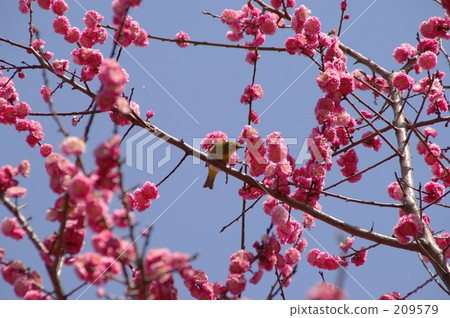 Mejiro on plum Mejiro on plum 209579