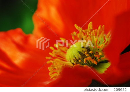 紅罌粟 紅罌粟 209632