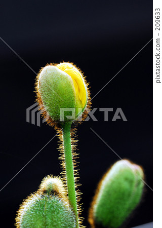 罌粟花蕾 罌粟花蕾 209633