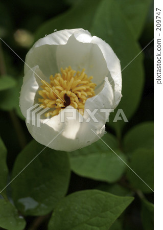 Mountain peony Mountain peony 209747