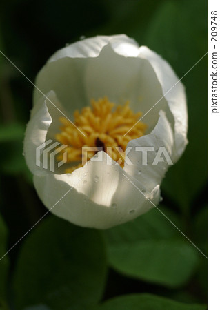 Mountain peony 209748