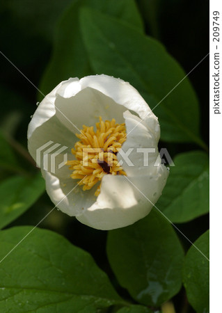Mountain peony Mountain peony 209749